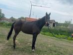 Volbloed te koop, Ruin, Niet van toepassing, 170 tot 175 cm, 7 tot 10 jaar
