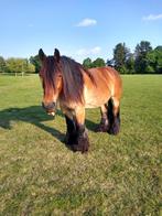 Te koop: prachtig Belgisch trekpaard met stamboom, Dieren en Toebehoren, Paarden, Merrie, Gechipt, Niet van toepassing, 11 jaar of ouder