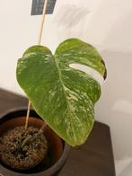 Monstera variegata, moet nu weg! Teveel planten, Ophalen