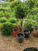 Laurier boompje, Tuin en Terras, Planten | Bomen, Ophalen