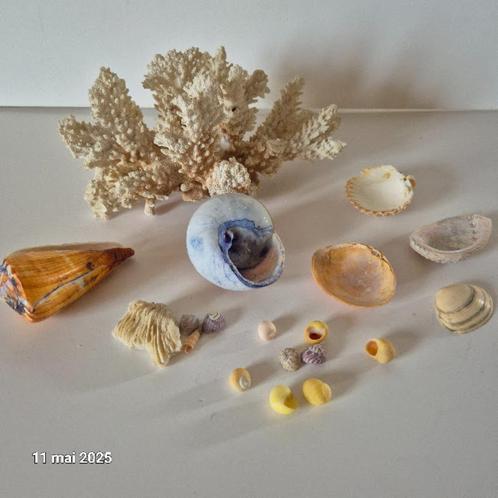 Grote koraalboom, witte zeestruik en enkele kokkels, Verzamelen, Mineralen en Fossielen, Schelp(en), Verzenden
