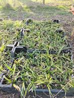Siergras Japanse Zegge. 100 stuks., Tuin en Terras, Ophalen of Verzenden, Vaste plant, Siergrassen