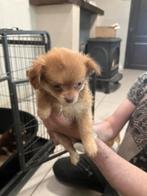Te koop 4 chiuhuaha met  garantie tel 0476962115, Dieren en Toebehoren, Honden | Chihuahua's en Gezelschapshonden, België, Fokker | Hobbymatig