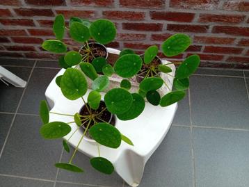 3 pannenkoekenplanten beschikbaar voor biedingen