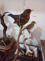 Gezocht overleden merels lijsters  voor taxidermie, Dieren en Toebehoren