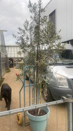 Grote olijf, 100 tot 250 cm, Olijfboom, Zomer, Ophalen