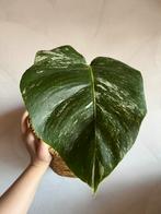 Monstera Albo Variegata, Huis en Inrichting, Kamerplanten, Ophalen of Verzenden