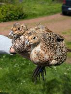 Koppeltje bontwildkleur bosfazant, Dieren en Toebehoren, Meerdere dieren, Overige soorten