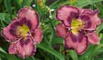 Hemerocallis GOD SAVE THE QUEEN, Volle zon, Vaste plant, Zomer, Ophalen