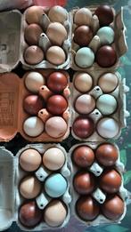 Broedeieren kleurleggers
