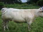 Belgische dikbil koe, Femelle, 0 à 2 ans