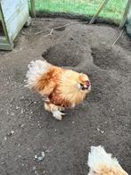 Zijdehoen haan, Mâle, Poule ou poulet