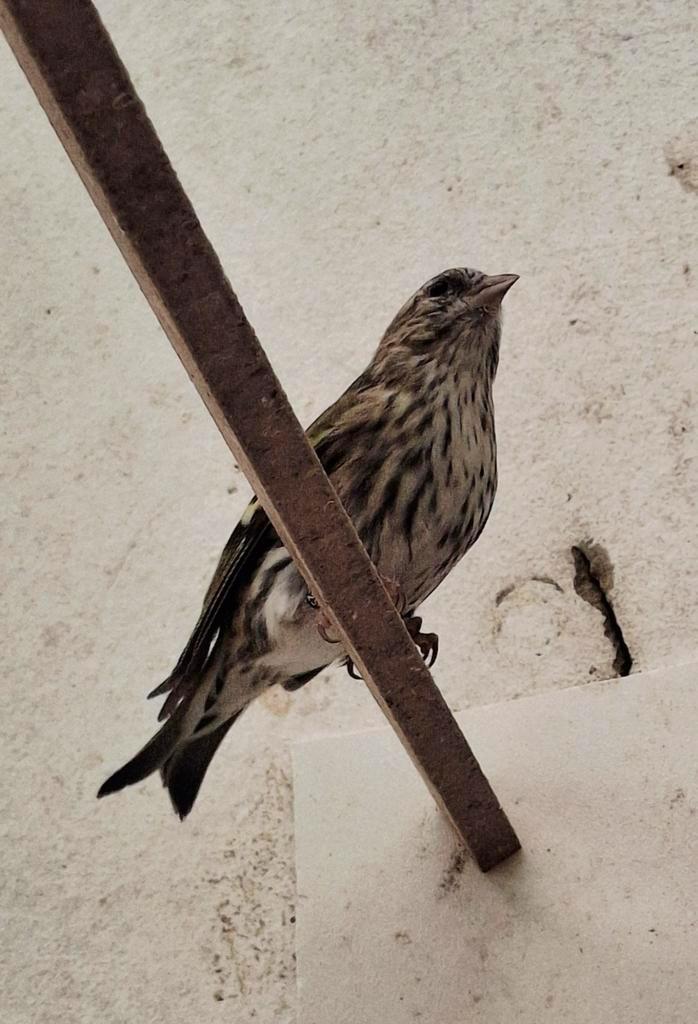 Geringde sijzen, barmsijzen, Europese vogels....., Dieren en Toebehoren, Vogels | Overige Vogels