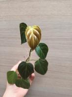 Philodendron splendid, Ophalen of Verzenden