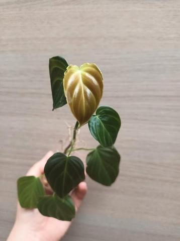 Philodendron splendid  beschikbaar voor biedingen