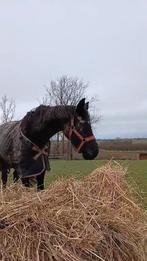 KWPN dressuur merrie - 16j, Animaux & Accessoires, Chevaux, Cheval de dressage, 11 ans ou plus, Avec pedigree, 160 à 165 cm