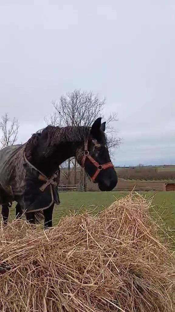 KWPN dressuur merrie - 16j, Animaux & Accessoires, Chevaux, Jument, 160 à 165 cm, 11 ans ou plus, Cheval de dressage, Avec pedigree