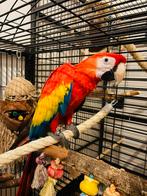 Geelvleugel ara pop 2024 handtam, Vrouwelijk, Papegaai, Pratend