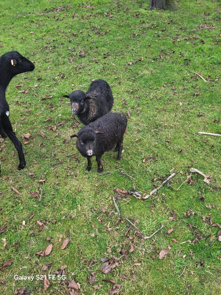 Kameroen ooitjes, Dieren en Toebehoren, Schapen, Geiten en Varkens, Schaap, Vrouwelijk, 0 tot 2 jaar