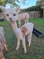 Jonge Alpaca Merrie, Mei, Vrouwelijk