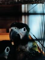 Handtamme Geelnekara s, Dieren en Toebehoren, Tam