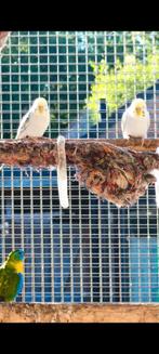 Mooie grasparkieten., Dieren en Toebehoren, Vogels | Kanaries, Meerdere dieren