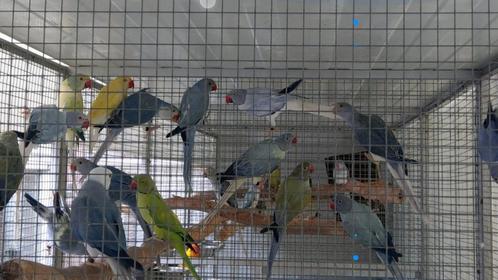 Halsbandparkieten 2025 met DNA., Dieren en Toebehoren, Vogels | Parkieten en Papegaaien