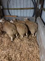 6 schapen rammen, Mannelijk, Schaap, 0 tot 2 jaar