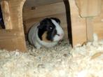 Duplex hok met 2 cavia's, Dieren en Toebehoren, Mei, Vrouwelijk, Cavia
