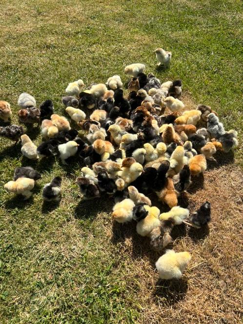 Kuikens te koop, Dieren en Toebehoren, Pluimvee, Kip, Geslacht onbekend