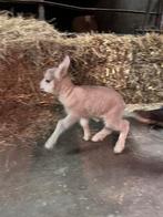 Papfles ramlam texel/swifter te koop