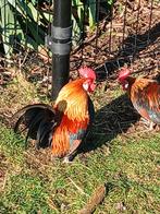 Kriel haantjes, Dieren en Toebehoren, Pluimvee