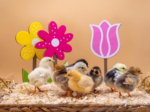 Wyandotte kriel kippen baby kuikens, gesekst en ingeënt, Animaux & Accessoires, Volatiles, Poule ou poulet, Femelle