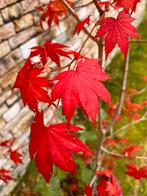 Japanse esdoorn, acer palmatum (150 cm), Tuin en Terras, Ophalen