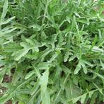 20 zaden fijne rucola, Tuin en Terras, Bloembollen en Zaden, Verzenden, Volle zon, Zaad