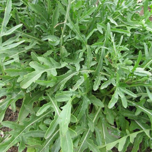 20 zaden fijne rucola, Tuin en Terras, Bloembollen en Zaden, Zaad, Volle zon, Verzenden