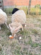 Ouessant schaapjes, Dieren en Toebehoren, Schapen, Geiten en Varkens, Mannelijk, Schaap, 0 tot 2 jaar