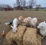 EEW Nano 2.1 met gratis alpaca wol, Ophalen of Verzenden, Spinnewiel