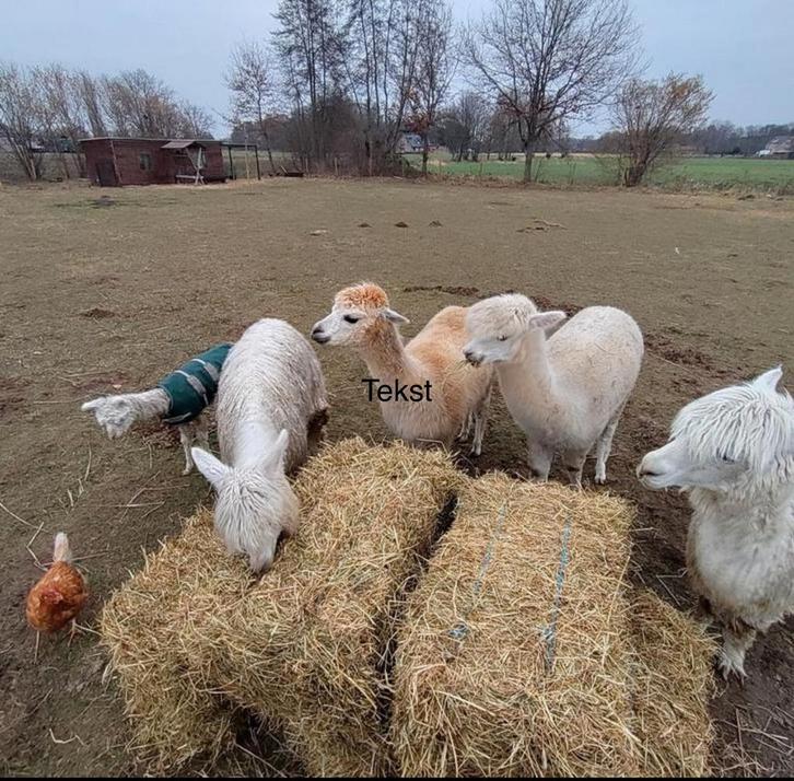 EEW Nano 2.1 met gratis alpaca wol, Hobby en Vrije tijd, Spinnewielen en Spinnen, Spinnewiel, Ophalen of Verzenden