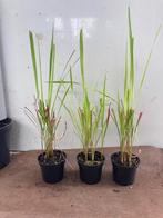Imperata cylindrica 'Red Baron', Siergras