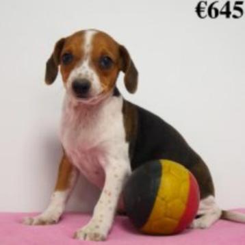 Chiots Belgian Fox à vendre (belges)