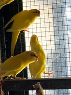 4 Jonge gele kakariki s, Animaux & Accessoires, Plusieurs animaux, Perruche, Bagué