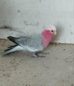 Rosalbin-papegaai, Dieren en Toebehoren, Vogels | Parkieten en Papegaaien, Papegaai