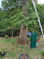 metasequoia glyptostroboides, Tuin en Terras, Ophalen