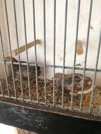Koppeltje chinese dwerg kwartels