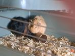 2 cavia.s, Dieren en Toebehoren, Knaagdieren, Augustus, Vrouwelijk, Cavia