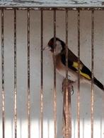 Nog 1 Putter M 2025 Wildkleur, Animaux & Accessoires, Oiseaux | Oiseaux Autre, Mâle, Oiseau chanteur sauvage, Bagué