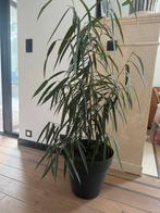 Mooie ficus maclellandii, Huis en Inrichting, Kamerplanten, Ophalen, Ficus