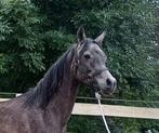 Chic etalon arabe, Dieren en Toebehoren, Paarden
