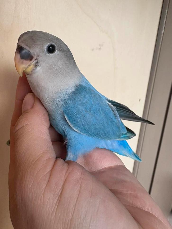 Lieve tamme agapornissen, Dieren en Toebehoren, Vogels | Parkieten en Papegaaien, Dwergpapegaai of Agapornis, Meerdere dieren